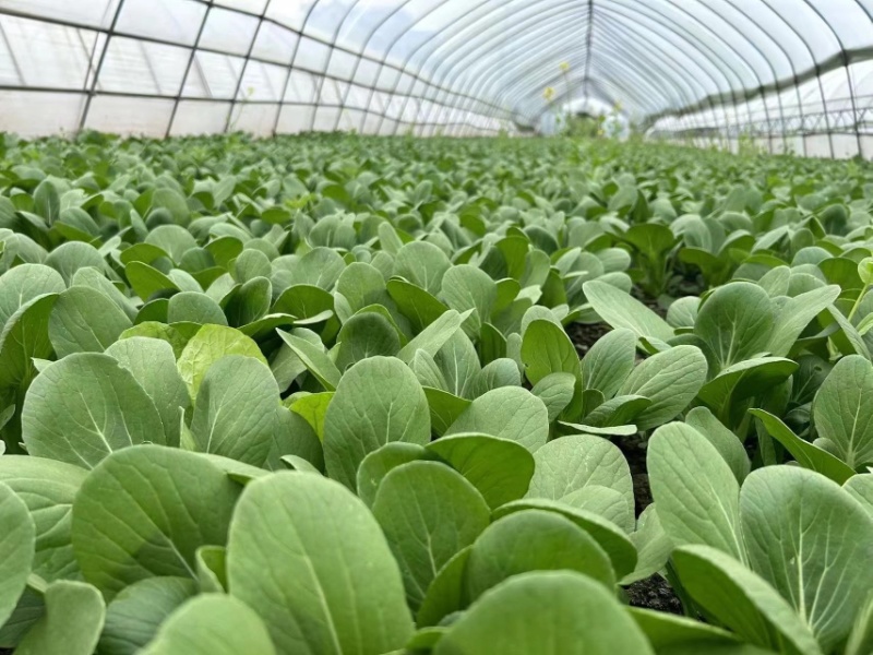 精品小颗青菜产地发货新鲜脆嫩量大从优欢迎咨询