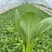 精品小颗青菜产地发货新鲜脆嫩量大从优欢迎咨询