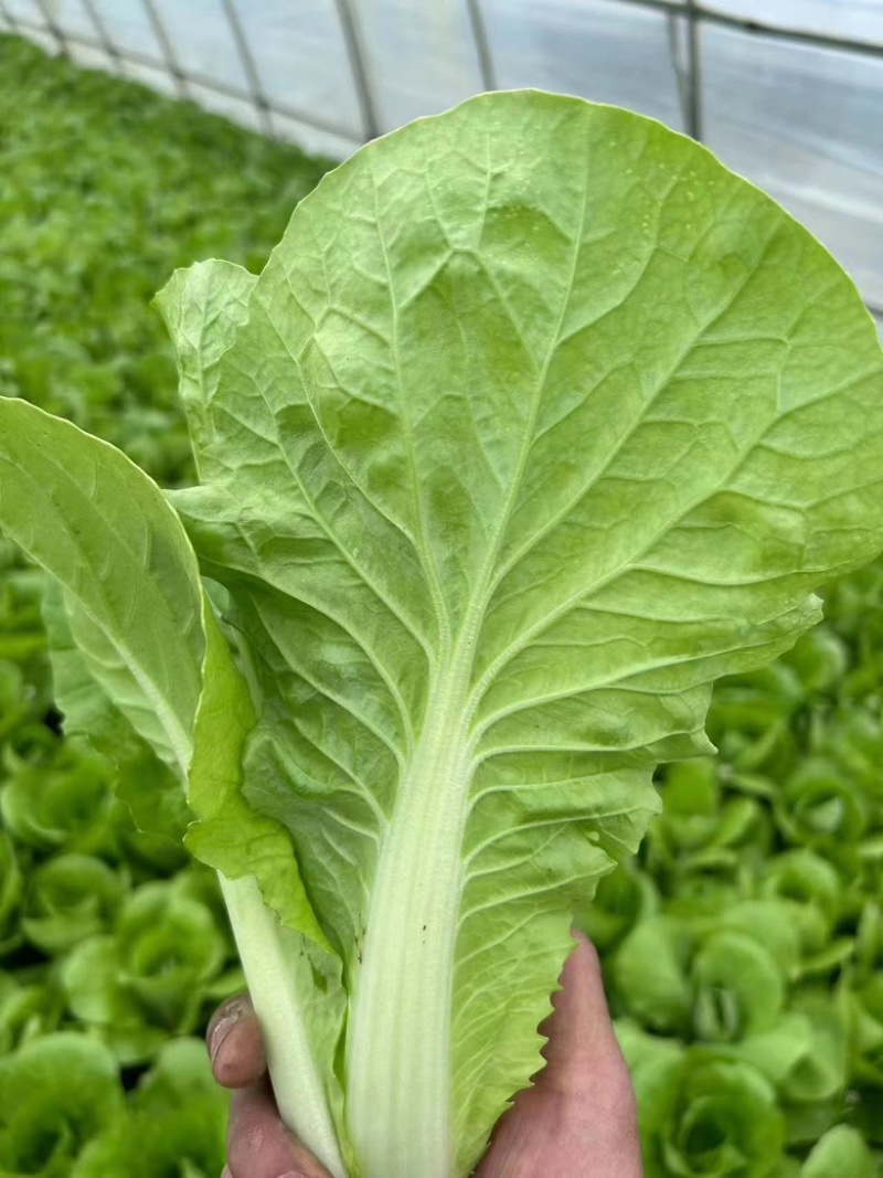 精品打包小白菜杭白菜新鲜无丝，产地供货