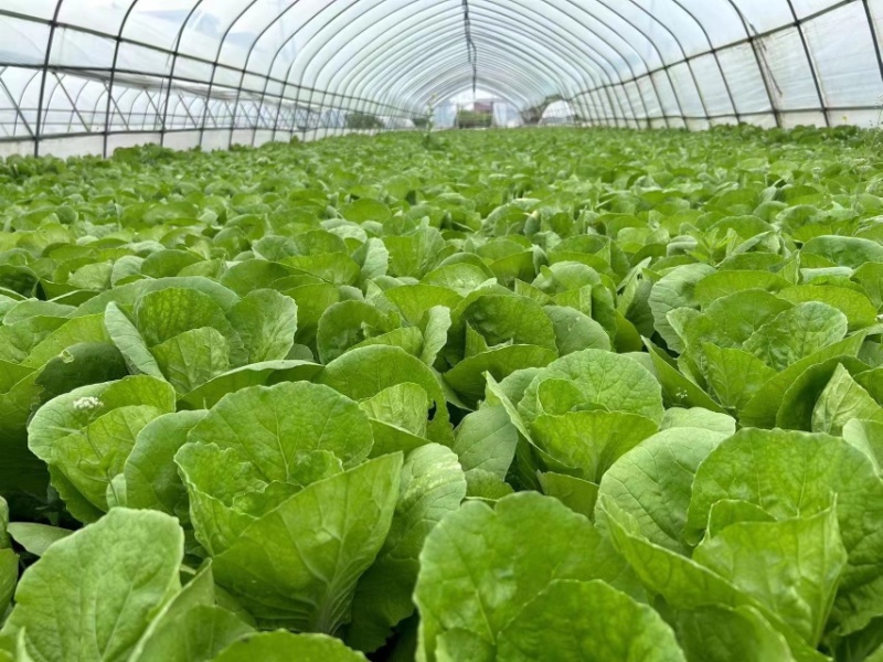 精品小颗毛白菜小白菜脆嫩青菜杭白菜产地供货
