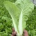 精品小颗毛白菜小白菜脆嫩青菜杭白菜产地供货