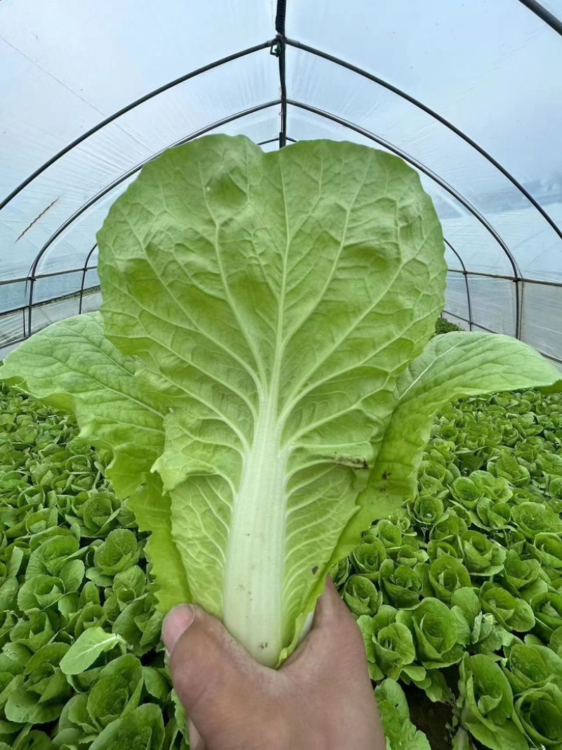 精品小颗毛白菜小白菜脆嫩青菜杭白菜产地供货