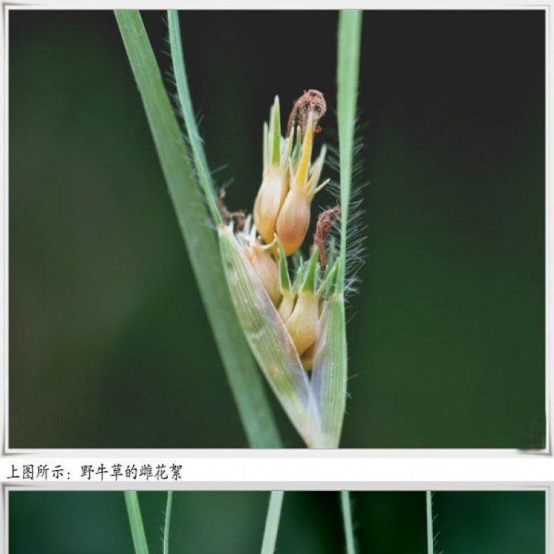 野牛草籽草坪草种籽矮生野牛草种子四季长青耐旱耐寒草平