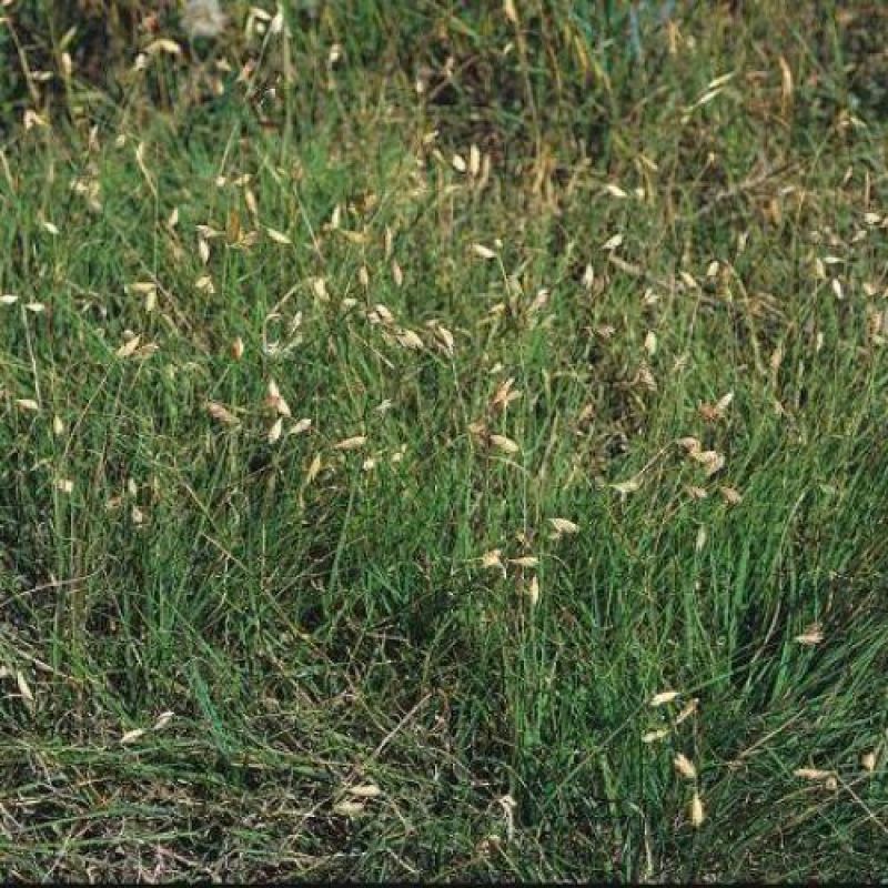 野牛草籽草坪草种籽矮生野牛草种子四季长青耐旱耐寒草平