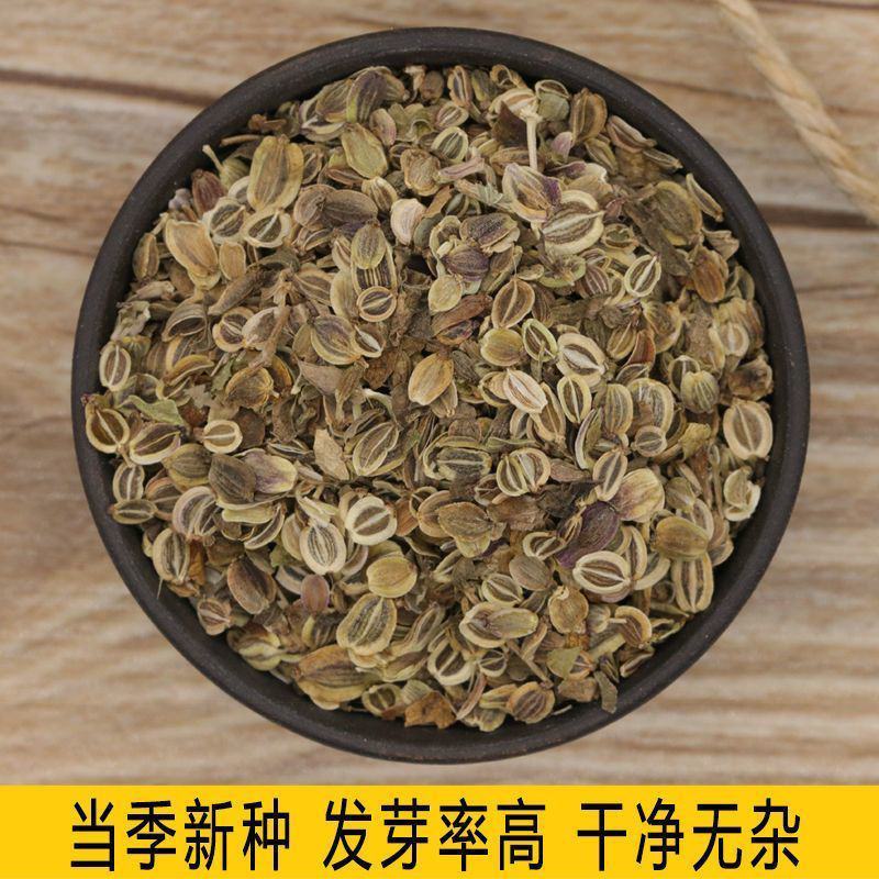 前胡前胡种子白花前胡出芽率高品质保证欢迎老板来电