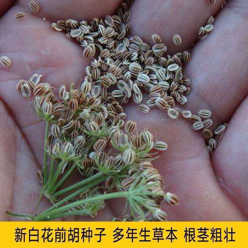 前胡前胡种子白花前胡出芽率高品质保证欢迎老板来电