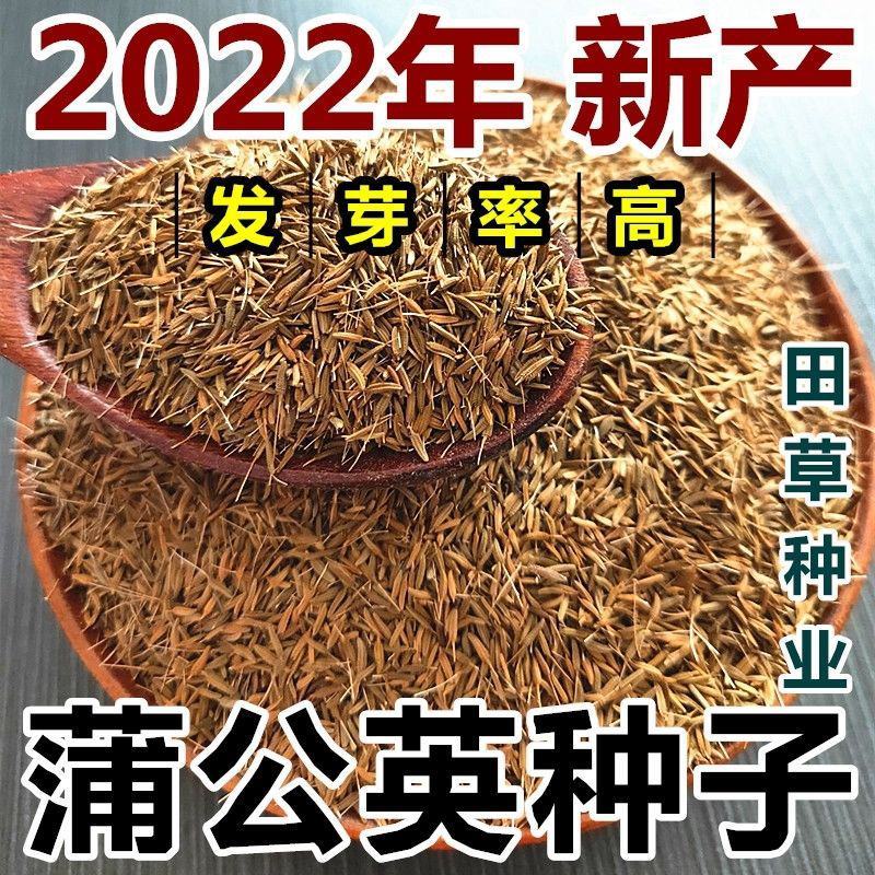 新产蒲公英种子籽野菜婆婆丁种植药食用种四季播种多年生种籽