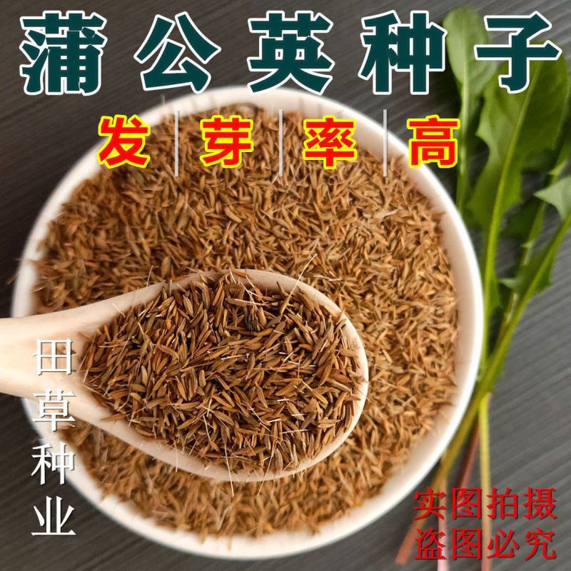 新产蒲公英种子籽野菜婆婆丁种植药食用种四季播种多年生种籽