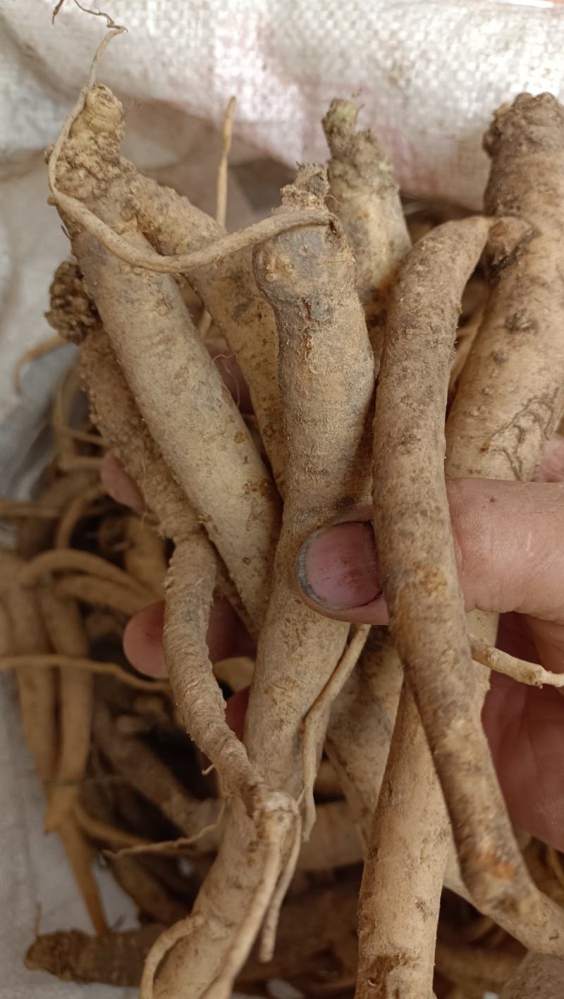 野土党参，鲜货，干货质量好，需要的可以联系。