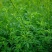 草木犀种子绿肥黄花木樨夏季耐旱耐热护坡蜜源植物四季
