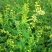 草木犀种子绿肥黄花木樨夏季耐旱耐热护坡蜜源植物四季