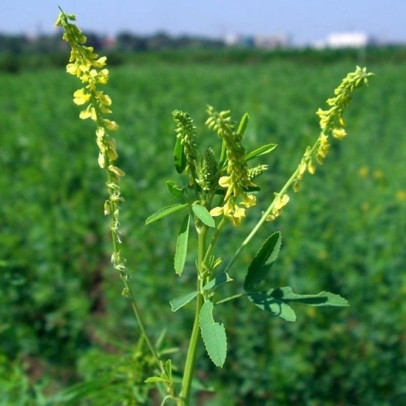 草木犀种子绿肥黄花木樨夏季耐旱耐热护坡蜜源植物四季