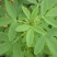 草木犀种子绿肥黄花木樨夏季耐旱耐热护坡蜜源植物四季