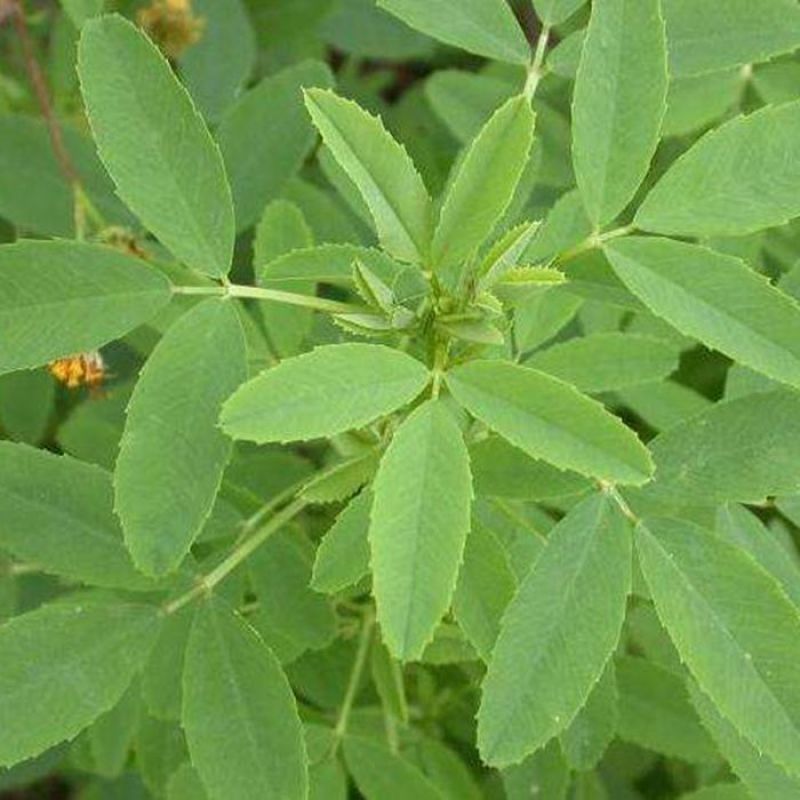 草木犀种子绿肥黄花木樨夏季耐旱耐热护坡蜜源植物四季