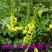 草木犀种子绿肥黄花木樨夏季耐旱耐热护坡蜜源植物四季