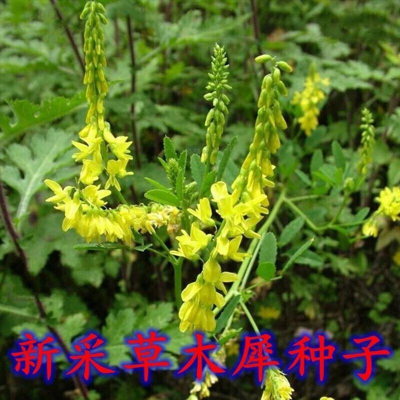 草木犀种子绿肥黄花木樨夏季耐旱耐热护坡蜜源植物四季