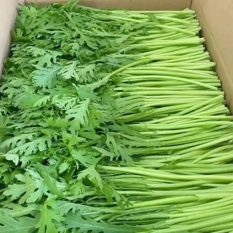 茼蒿新鲜现货，产地供货，优选蔬菜，欢迎随时咨询