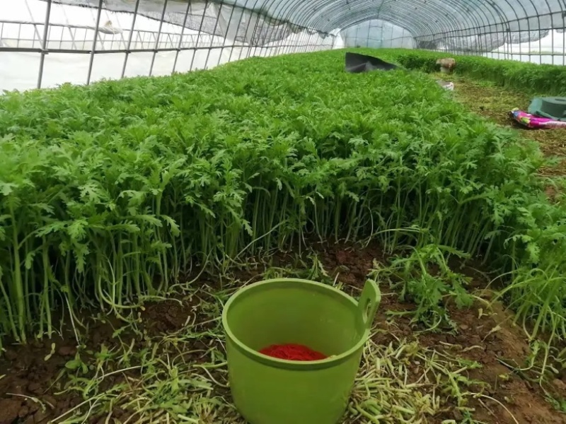 茼蒿新鲜现货，产地供货，优选蔬菜，欢迎随时咨询