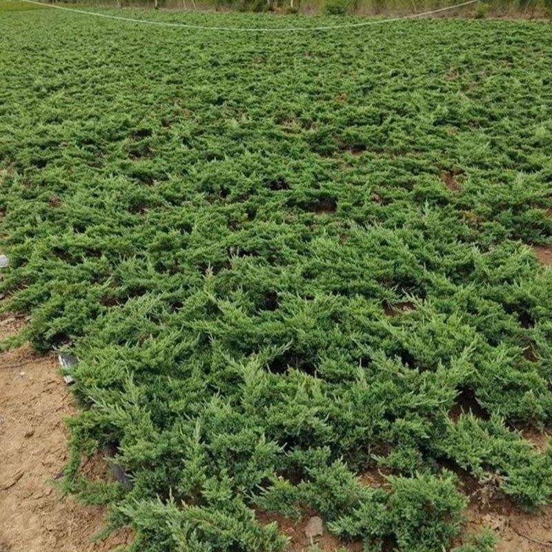 优质地柏苗铺地柏沙地柏小苗盆景造型素材大量出售现货供应