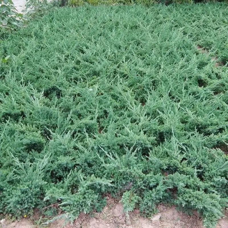 优质地柏苗铺地柏沙地柏小苗盆景造型素材大量出售现货供应