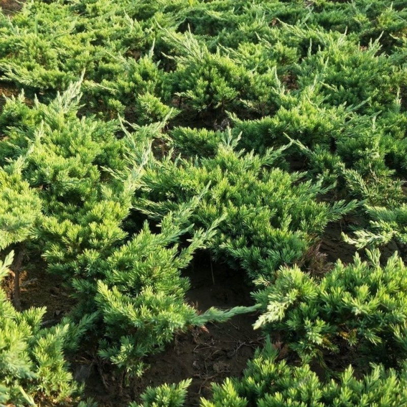 优质地柏苗铺地柏沙地柏小苗盆景造型素材大量出售现货供应