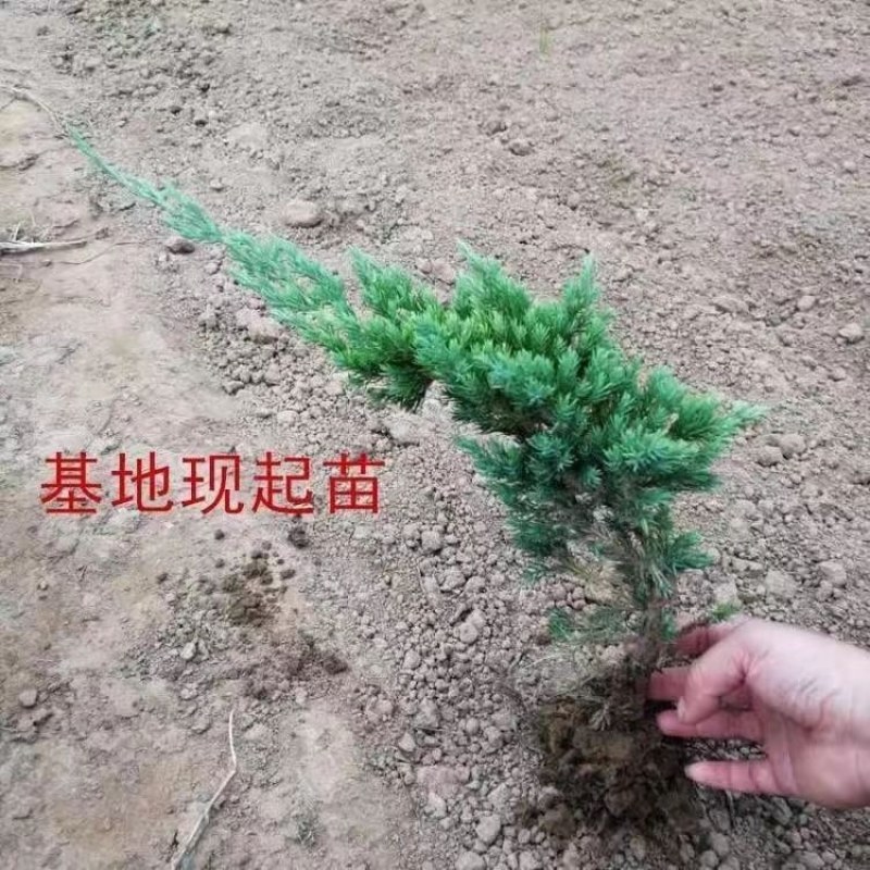 优质地柏苗铺地柏沙地柏小苗盆景造型素材大量出售现货供应