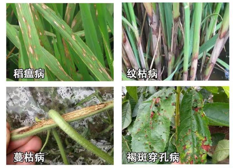 32.5%苯甲嘧菌酯炭疽白粉病褐斑病纹枯病农药杀菌剂