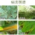 32.5%苯甲嘧菌酯炭疽白粉病褐斑病纹枯病农药杀菌剂