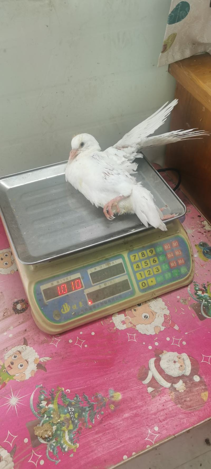 【精品现货】广东白王鸽，肉鸽乳鸽厂家供应，对接各大市场餐厅