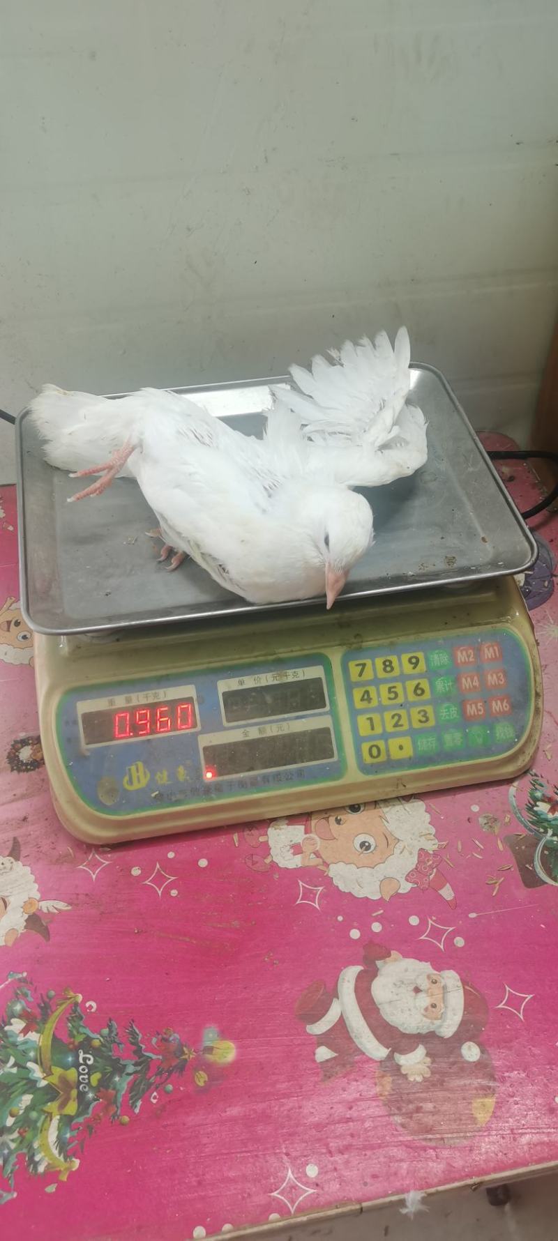 【精品现货】广东白王鸽，肉鸽乳鸽厂家供应，对接各大市场餐厅