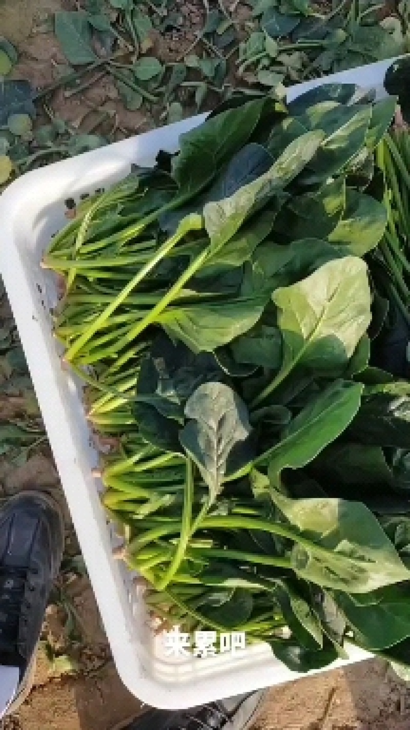 各类小菜精品做包装都可以