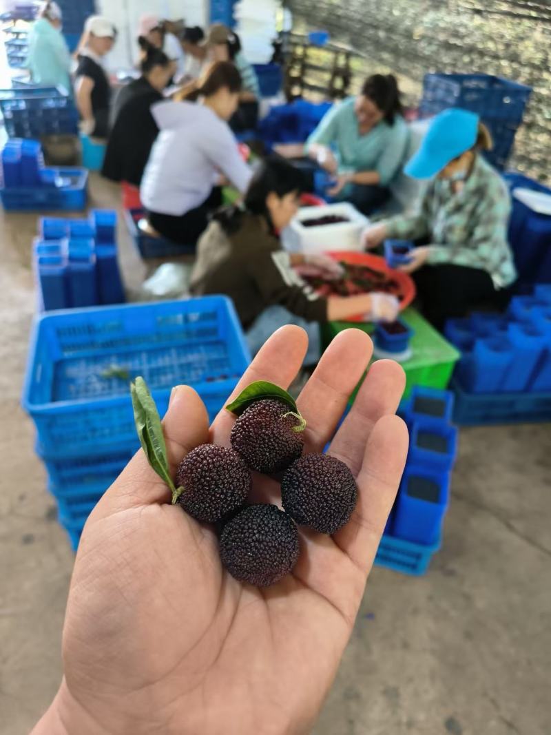 石屏杨梅中梅东魁已经大量上市
