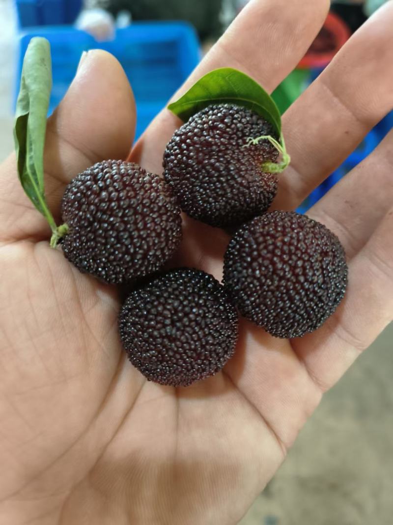 石屏杨梅中梅东魁已经大量上市