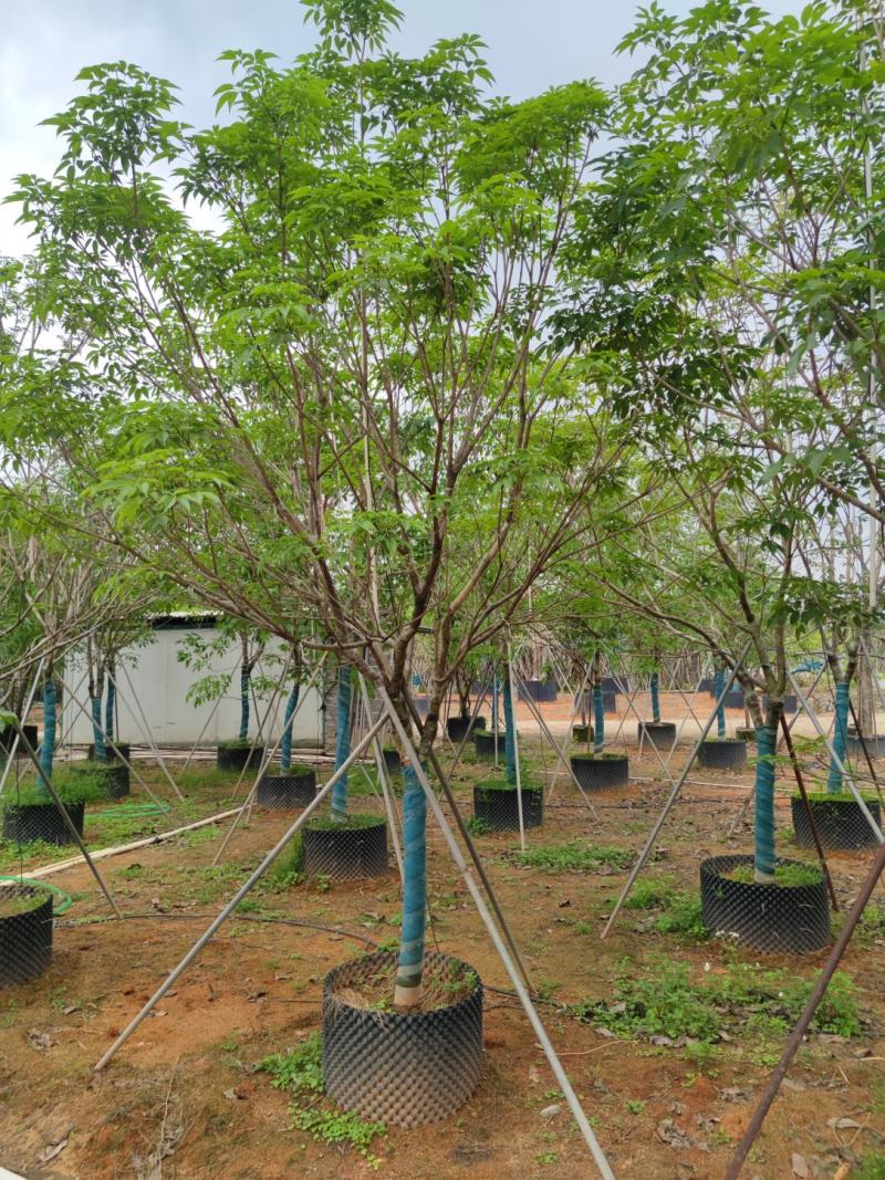 紫花风铃木9分10分全冠大量现货便宜还有5分到6分