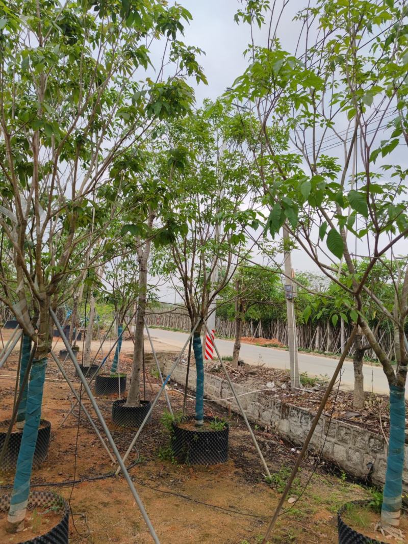 紫花风铃木9分10分全冠大量现货便宜还有5分到6分