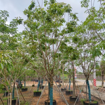 紫花风铃木9分10分全冠大量现货便宜还有5分到6分