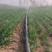 山东微喷带，农用浇灌水带，PE软带，适合各种大田灌溉！