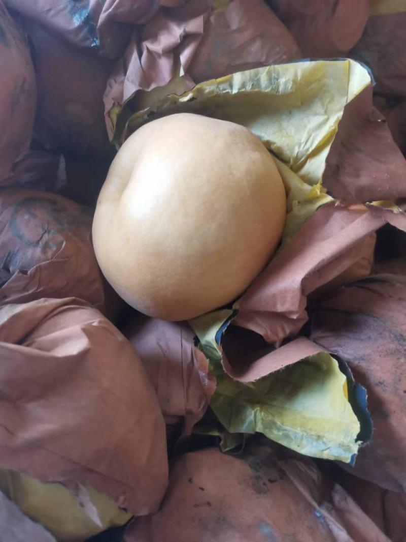 南水梨大量上市，含糖量极高，一手货源，欢迎联系