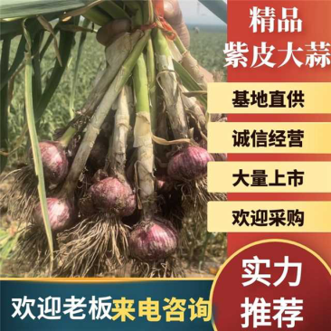 河南精品把子蒜，大量有货，质量保证，价格不贵，欢迎致电。