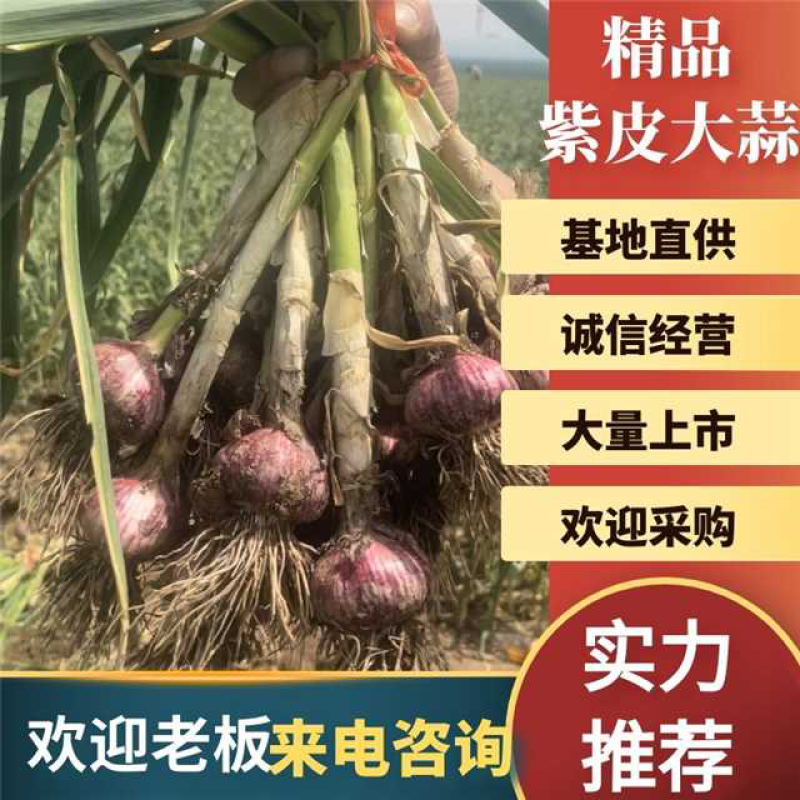 河南精品把子蒜，大量有货，质量保证，价格不贵，欢迎致电。