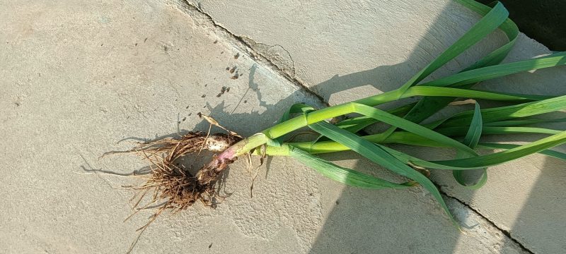 蒜苗出园了