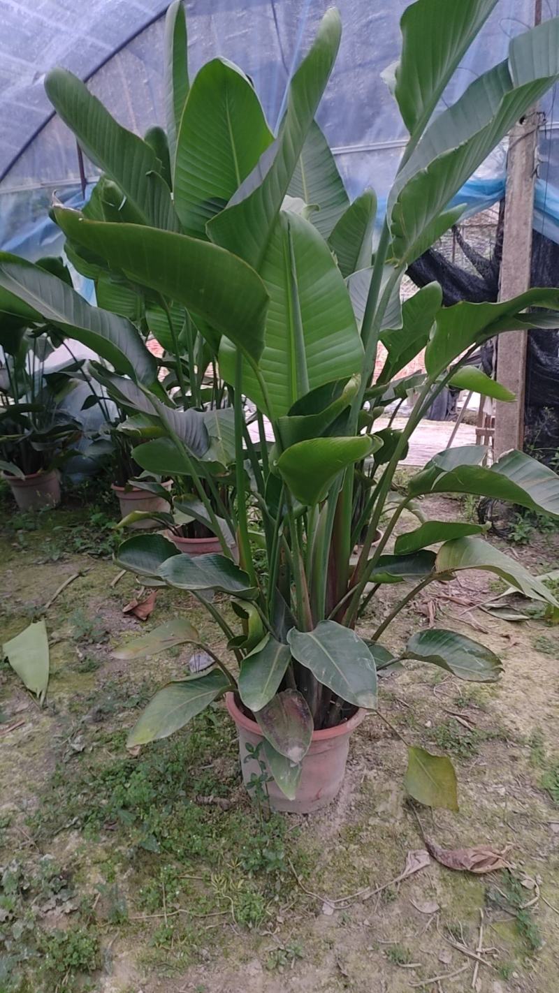 天堂鸟盆苗基地直供