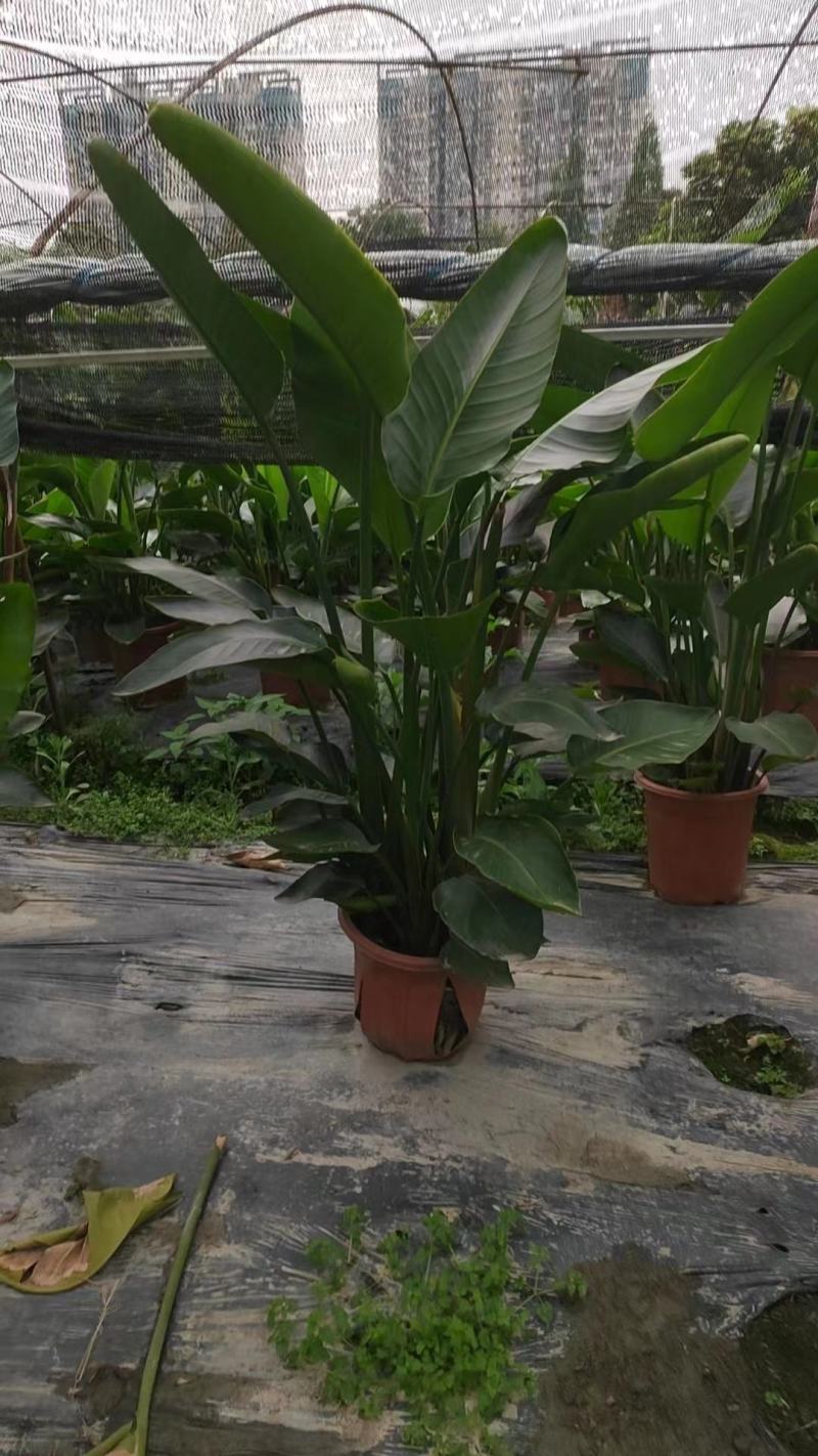 天堂鸟盆苗基地直供