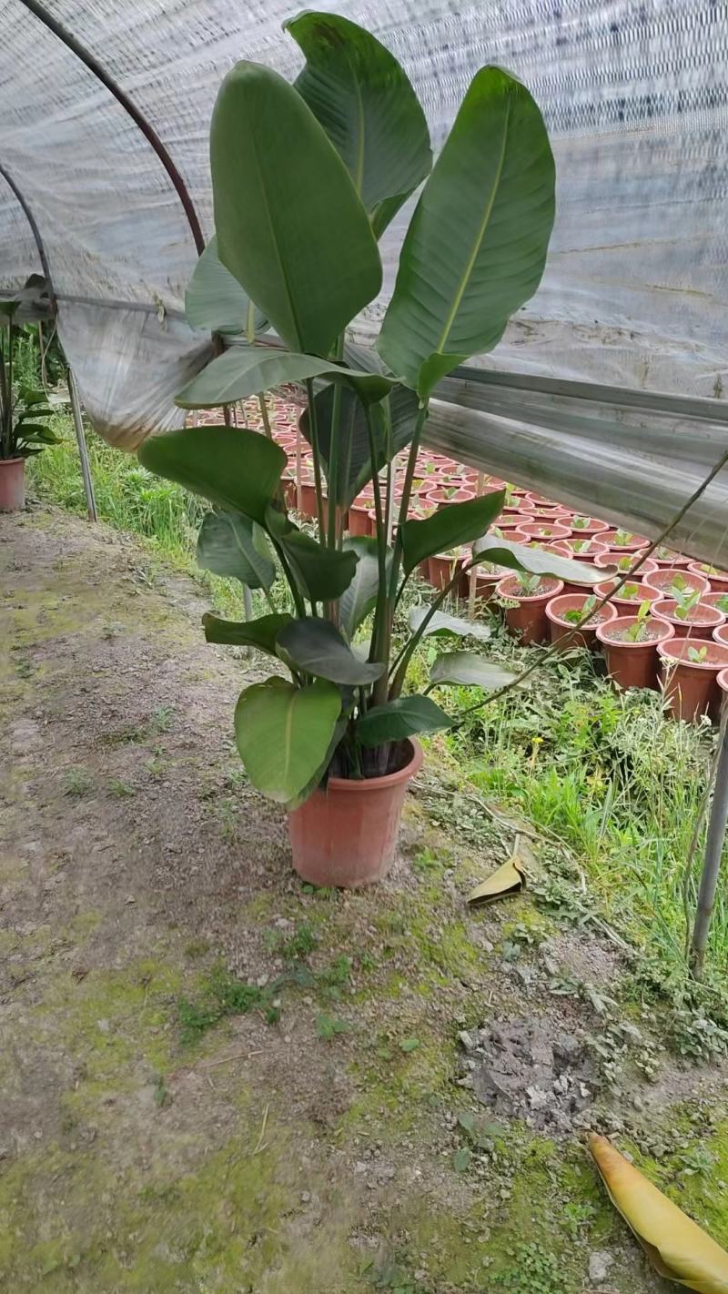 天堂鸟盆苗基地直供
