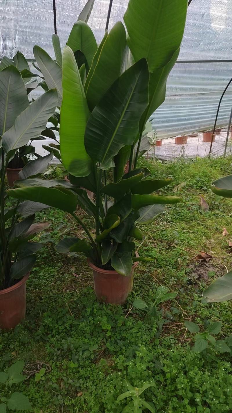 天堂鸟盆苗基地直供
