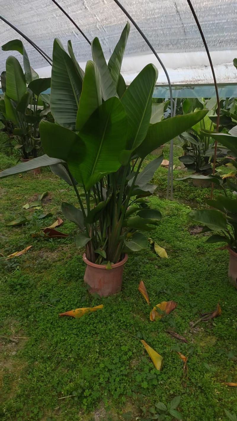 天堂鸟盆苗基地直供