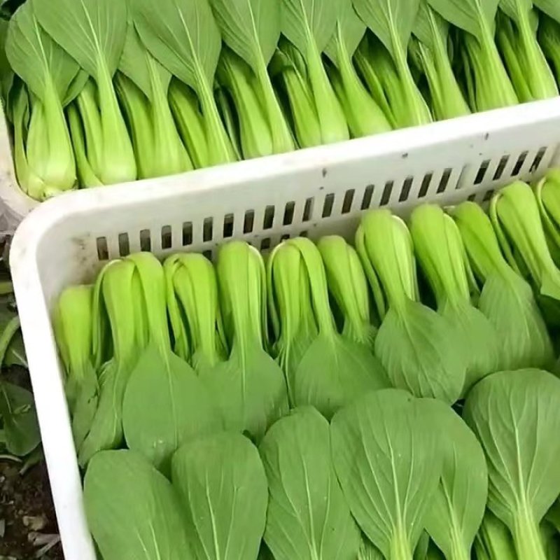 精品快菜对接电商市场商超食品厂常年供应保质保量
