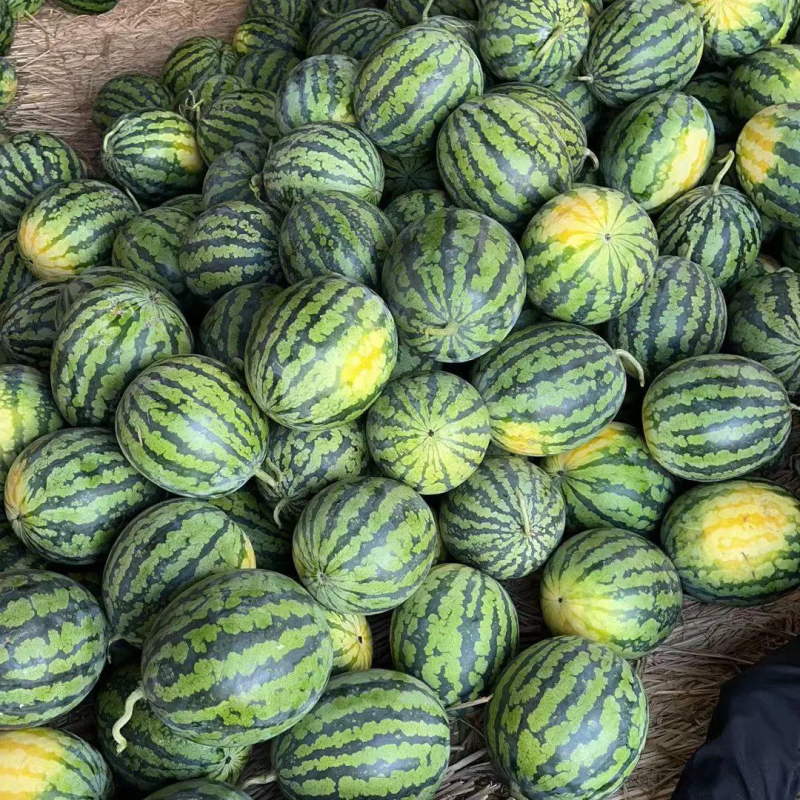 甜王西瓜/新地头茬西瓜口感好个头大皮板欢迎老板电联