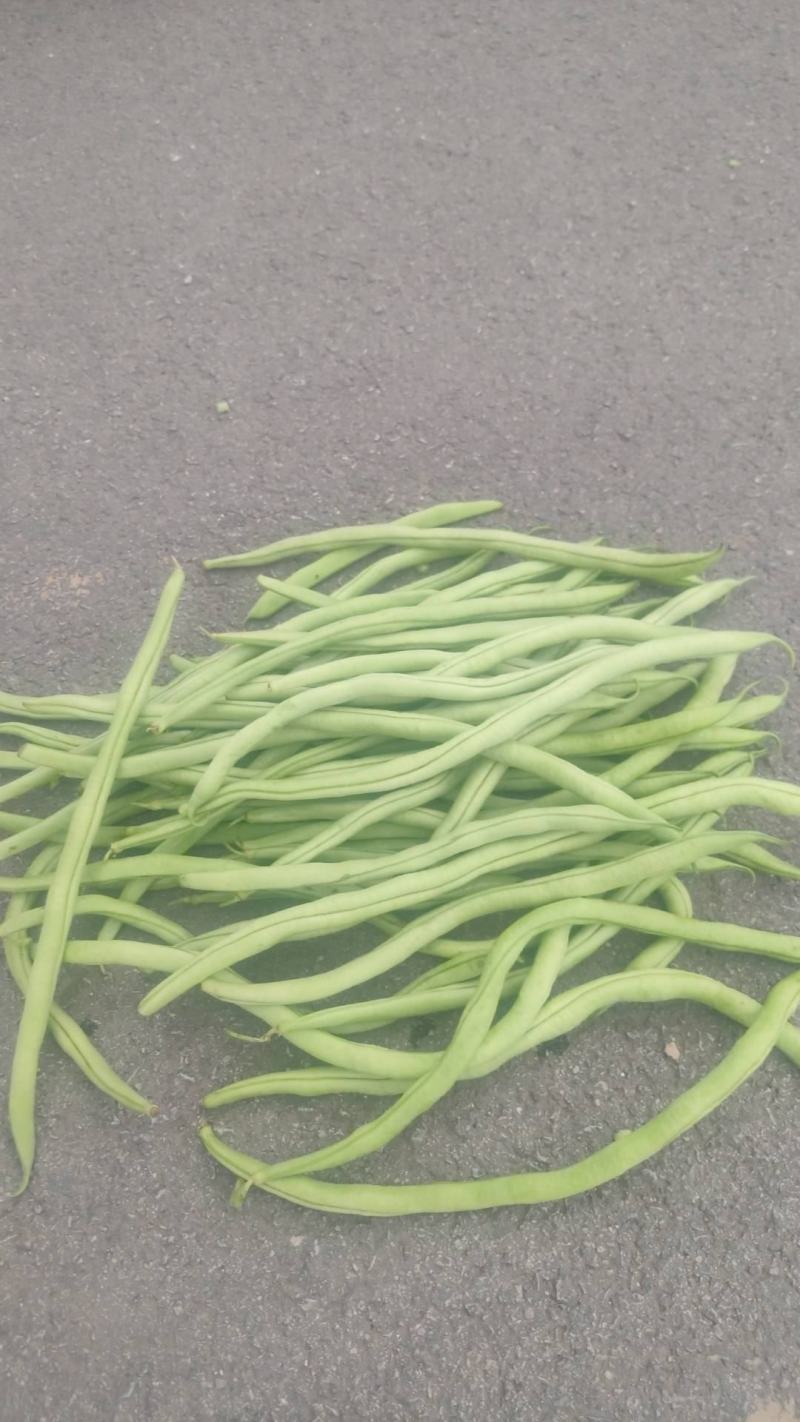 精品无茎豆