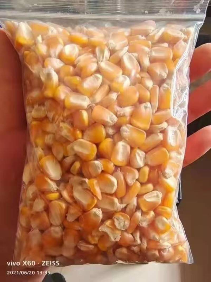 二等玉米